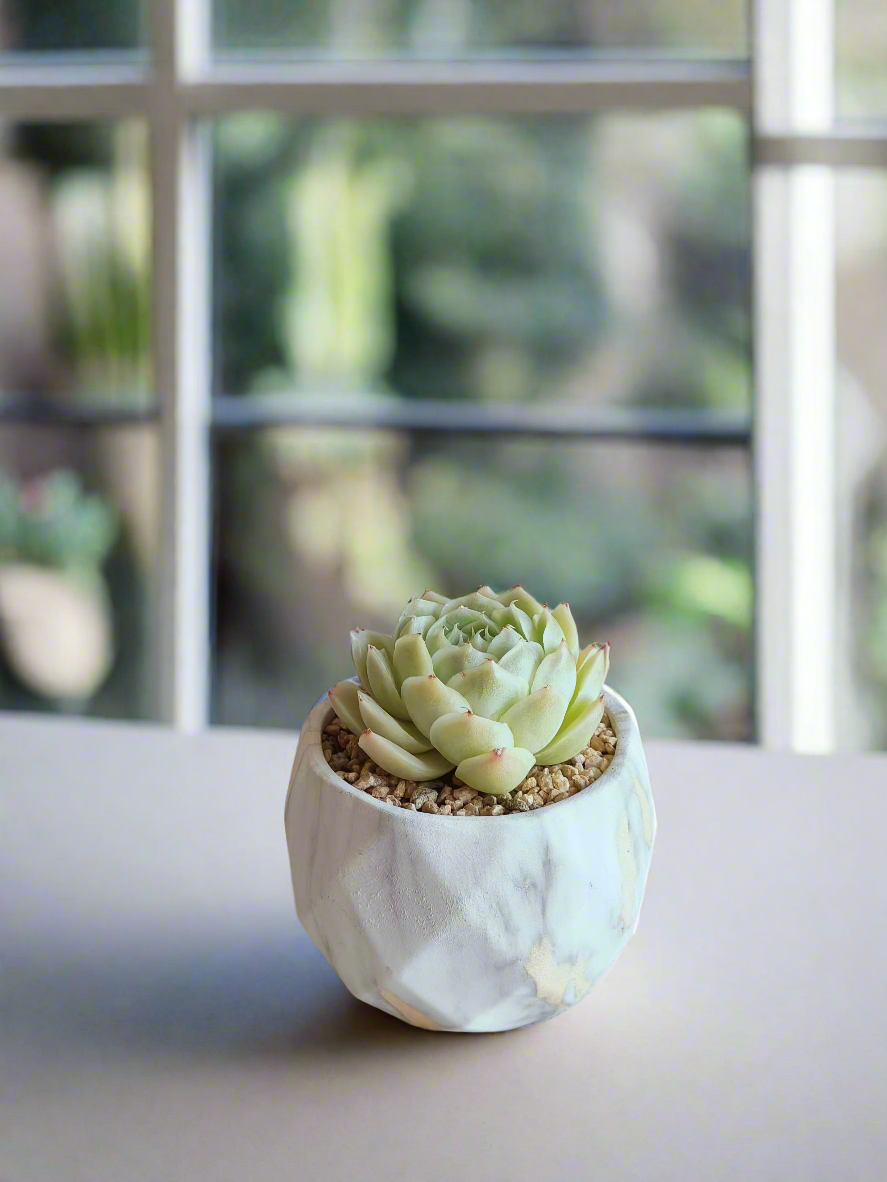 Succulent Classic Marble Gold - Echeveria Onslow