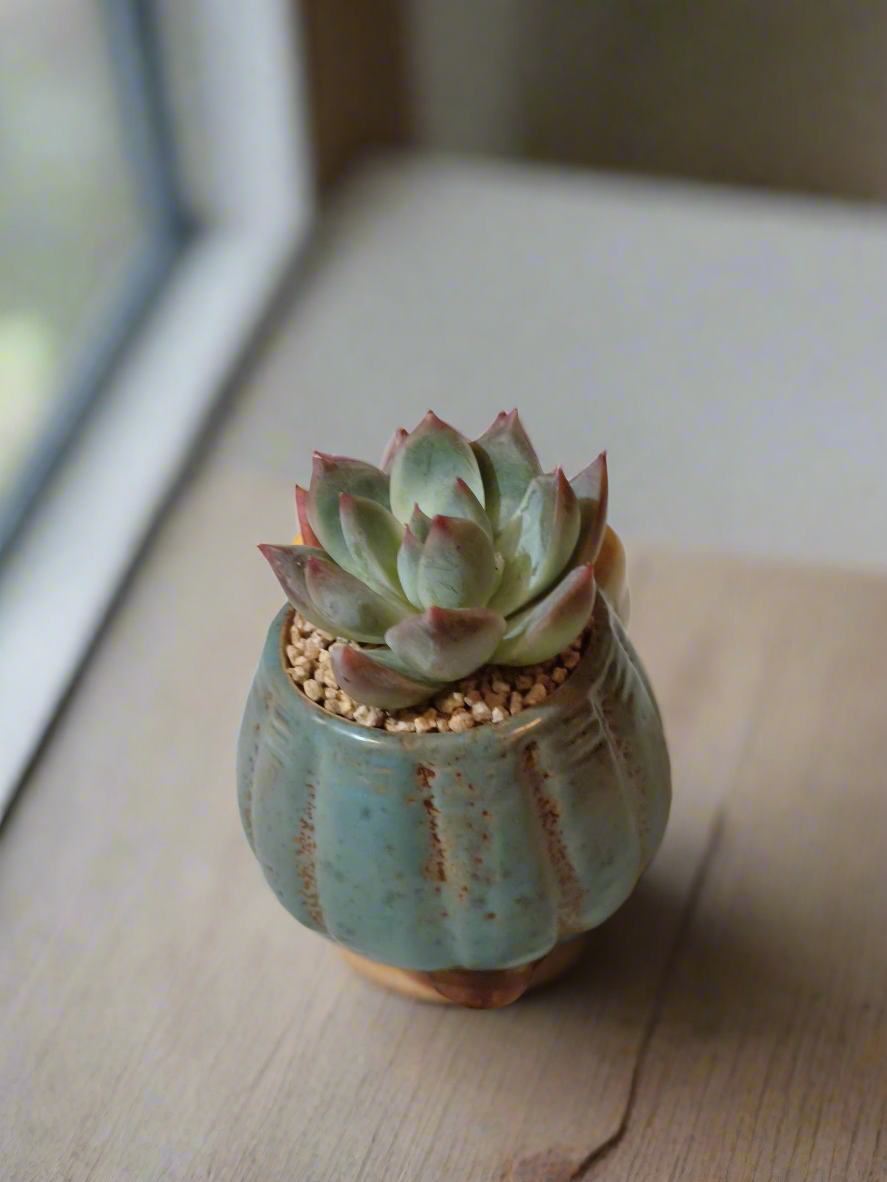 Succulent Ceramic Round Bow Blue – Echeveria 'Blue Bird' - SlowBloomGreens