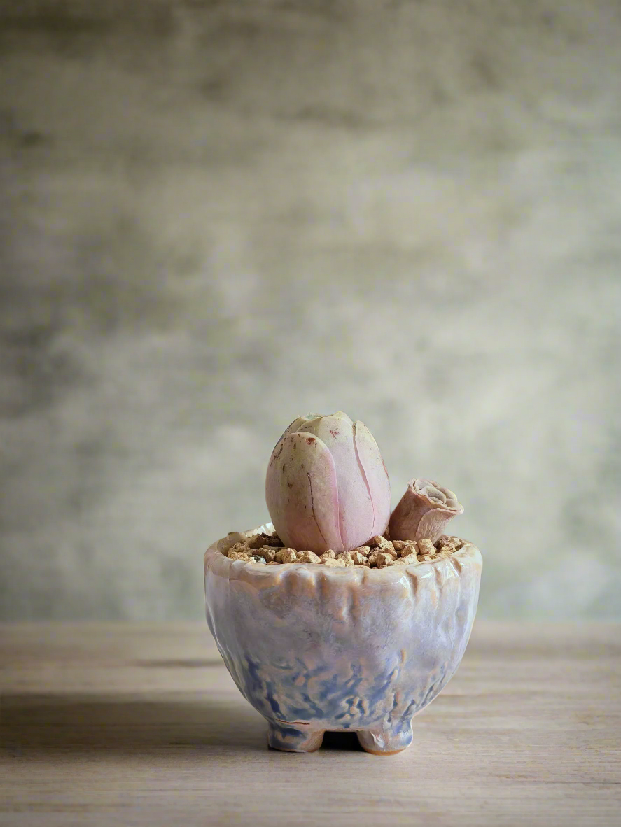 Succulent Lilac Ombre Rustic Planter – Egg Mountain Rose - SlowBloomGreens