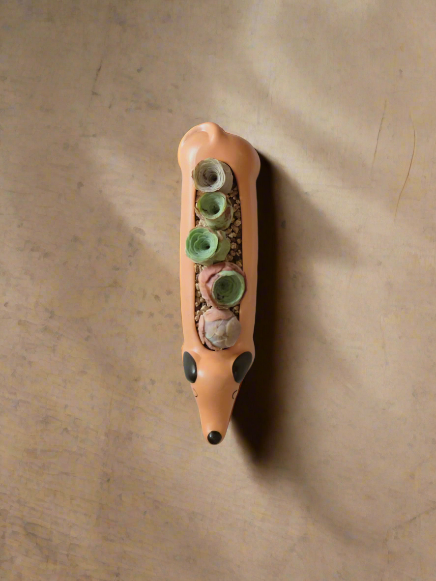 Succulent Daunchund - 5 Mountain Roses 'Greenovia' (Lilac & Green) - SlowBloomGreens