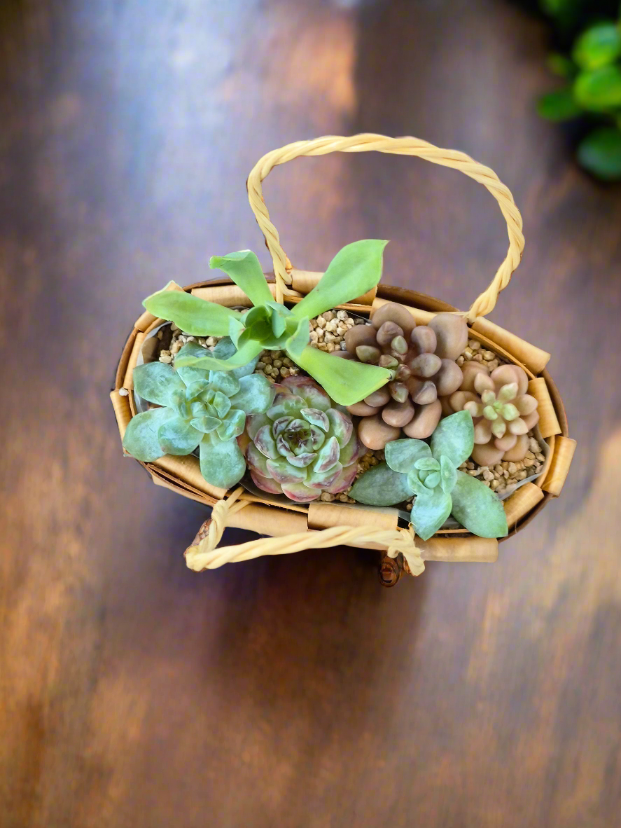 Succulent Basket Bliss - Handcrafted Succulents