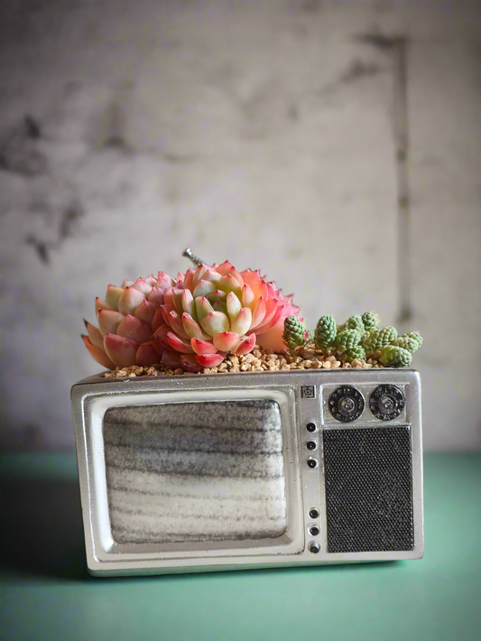 Succulent Retro TV – Echeveria Suryeon  📺🌿