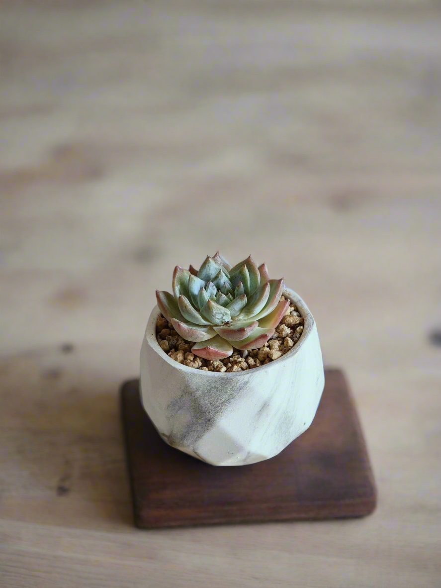 Charming decor setting with the Succulent Harmony Ash Pot among other houseplants.