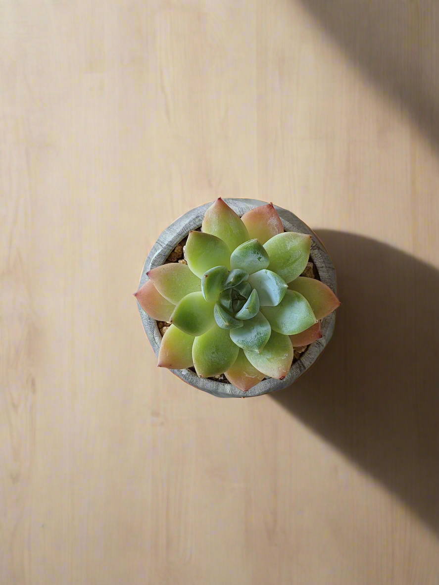 Succulent Harmony Grey - Echeveria Elegans - SlowBloomGreens