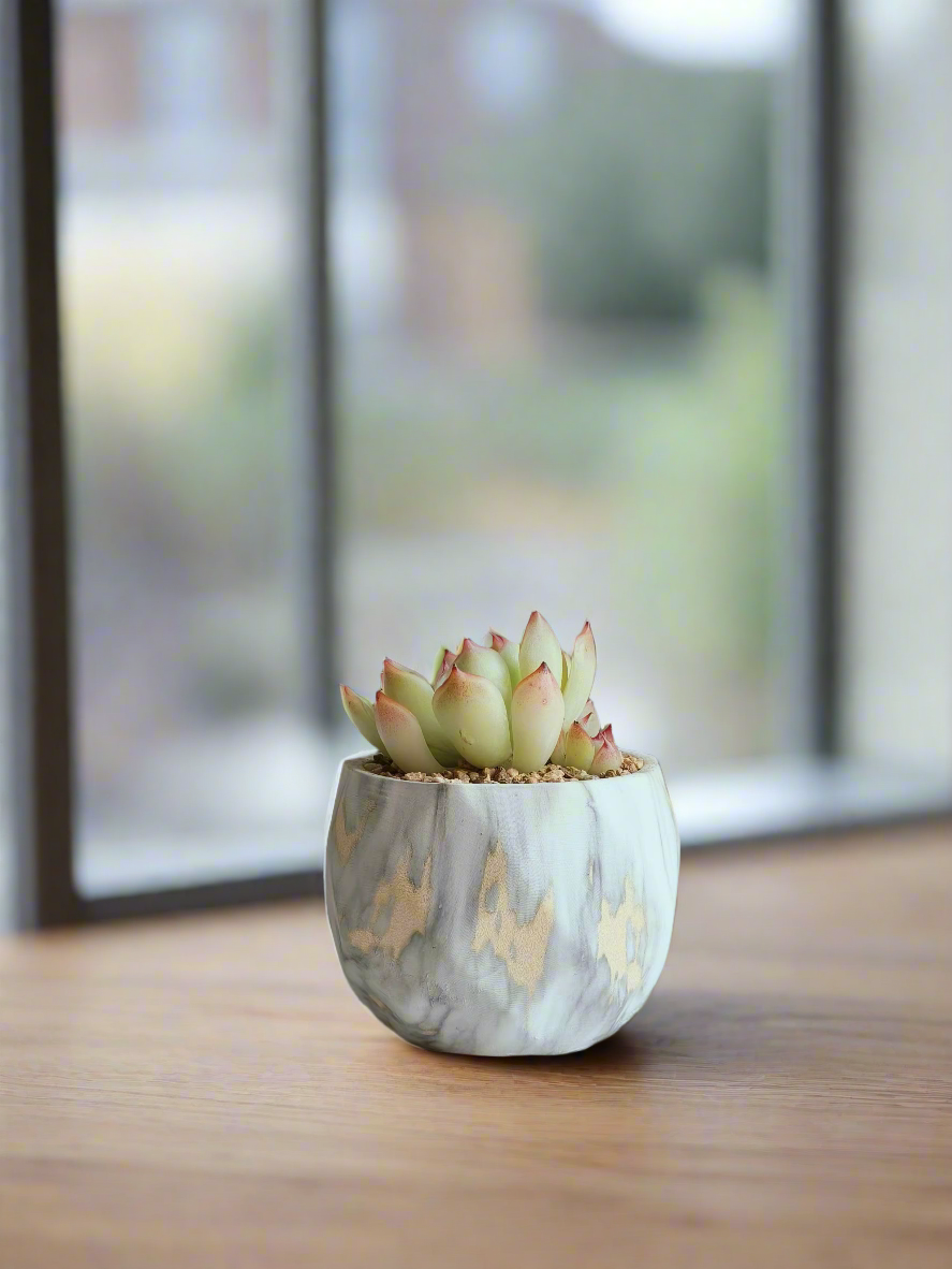 Succulent Classic Marble Gold Pot – Echeveria Elegans