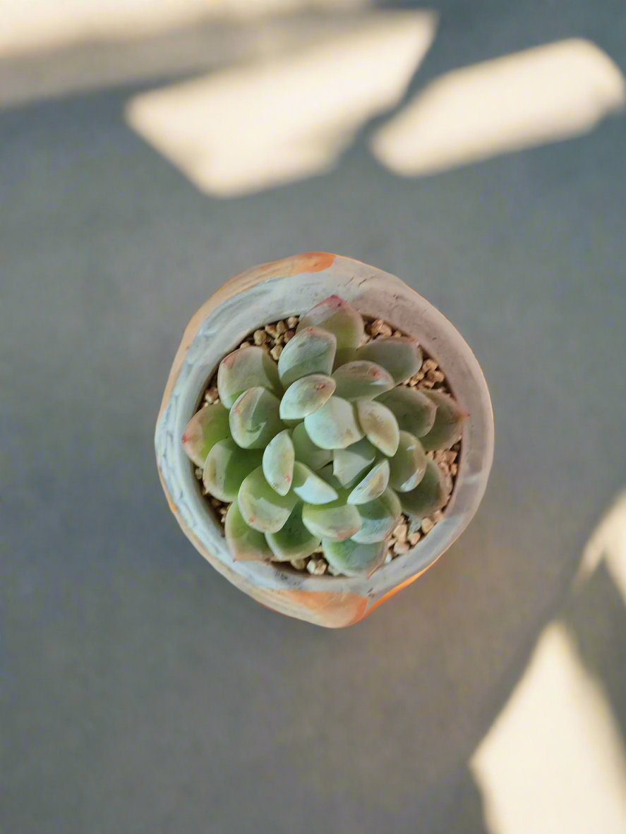 Succulent Owl Pot - Graptoveria 'Opalina'