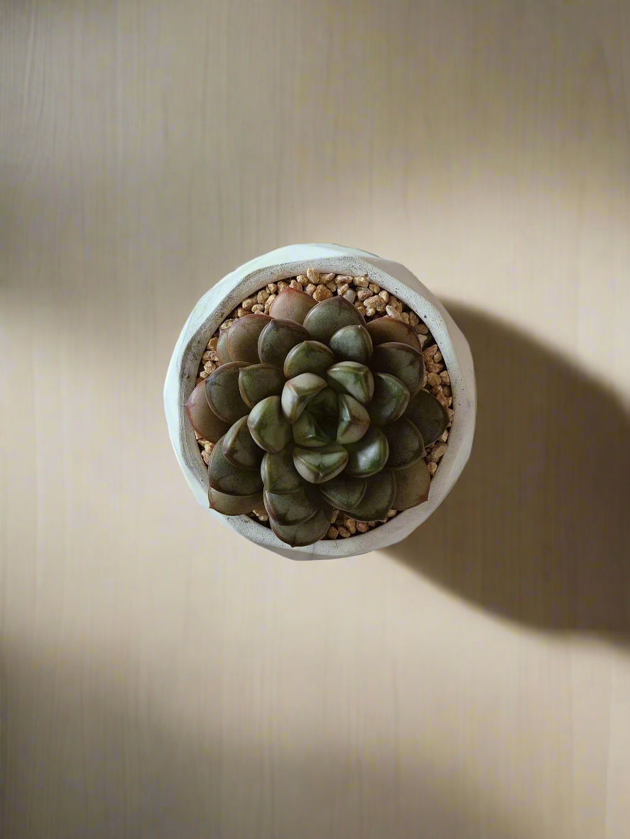 Succulent Harmony Ash Pot – Graptoveria 'Amethorum'