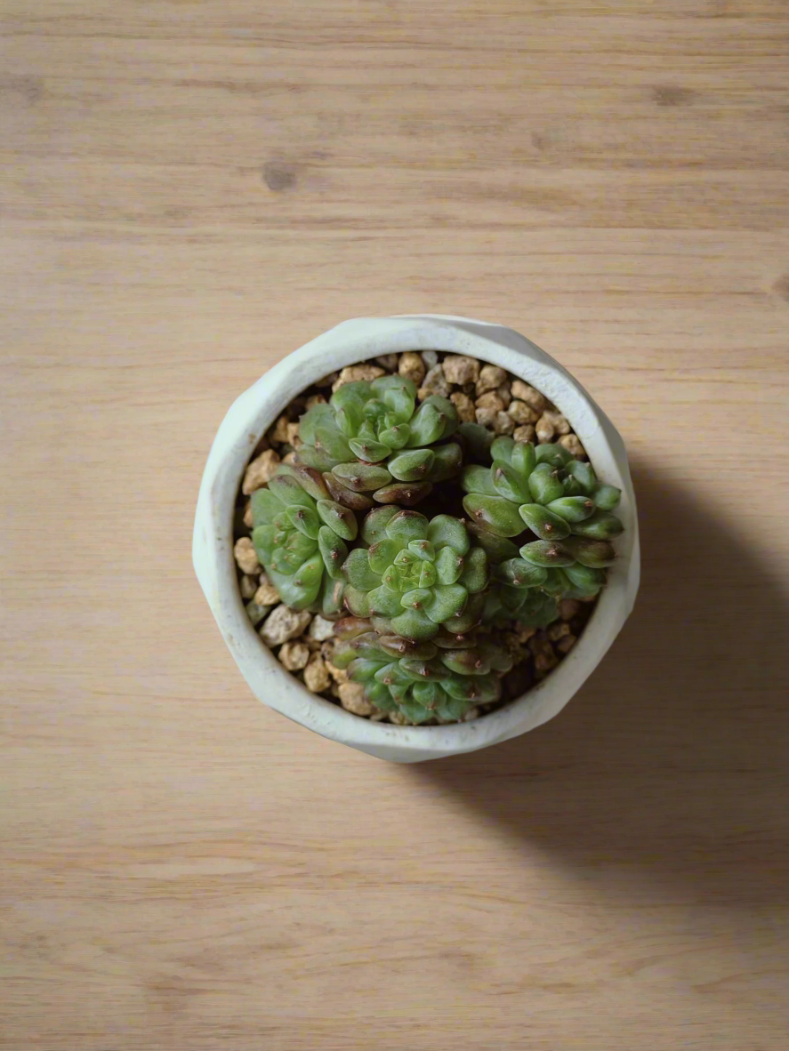 Charming coaster accompanying the Succulent Harmony Ash Pot – Echeveria Minima in Stylish Marble Pot.