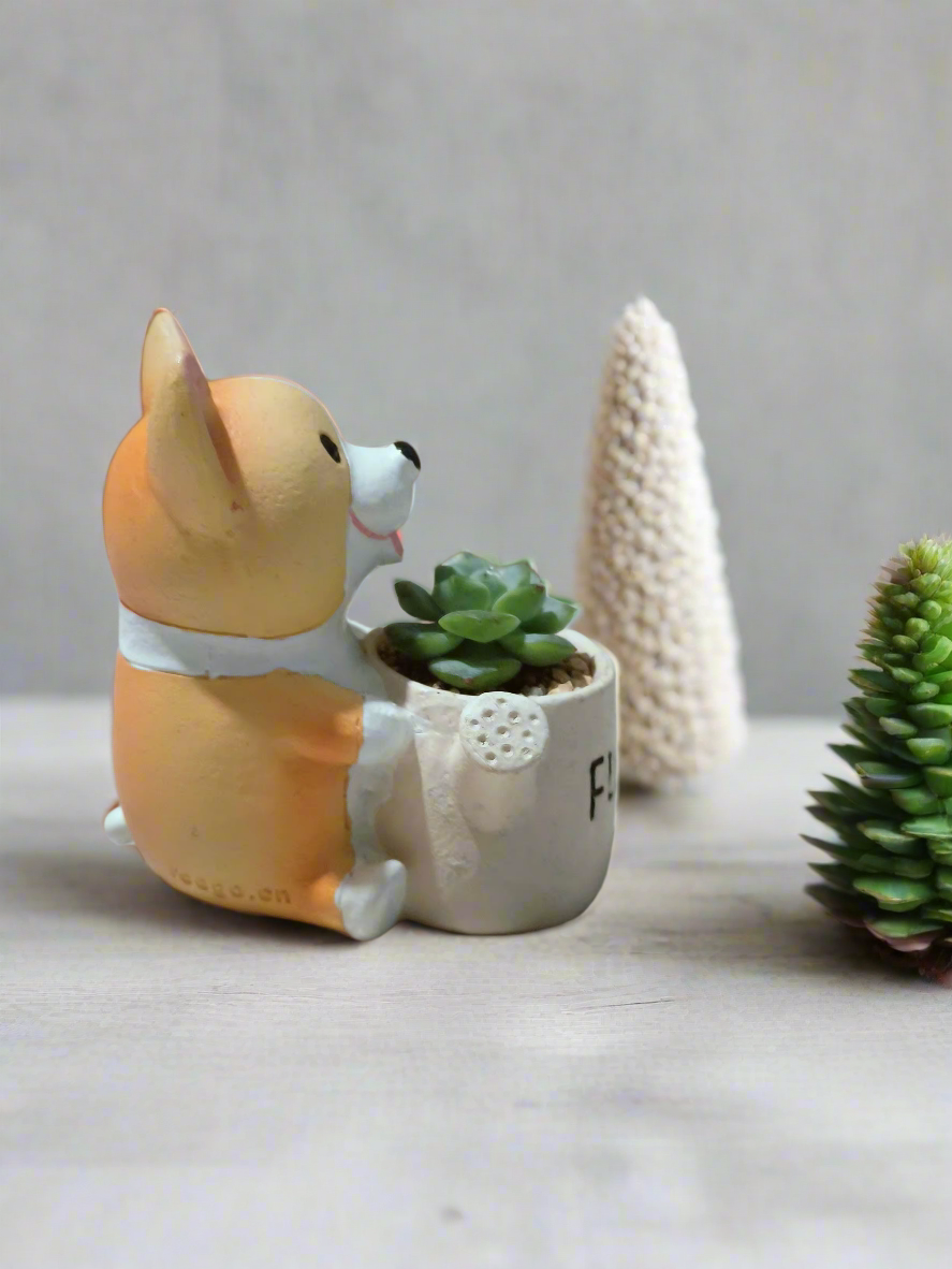 Succulent Charming Corgi - Echeveria Ice Green - SlowBloomGreens