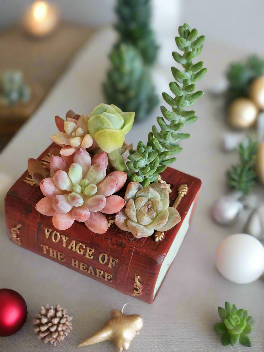 Succulent Book Nook – Assorted Succulents - SlowBloomGreens