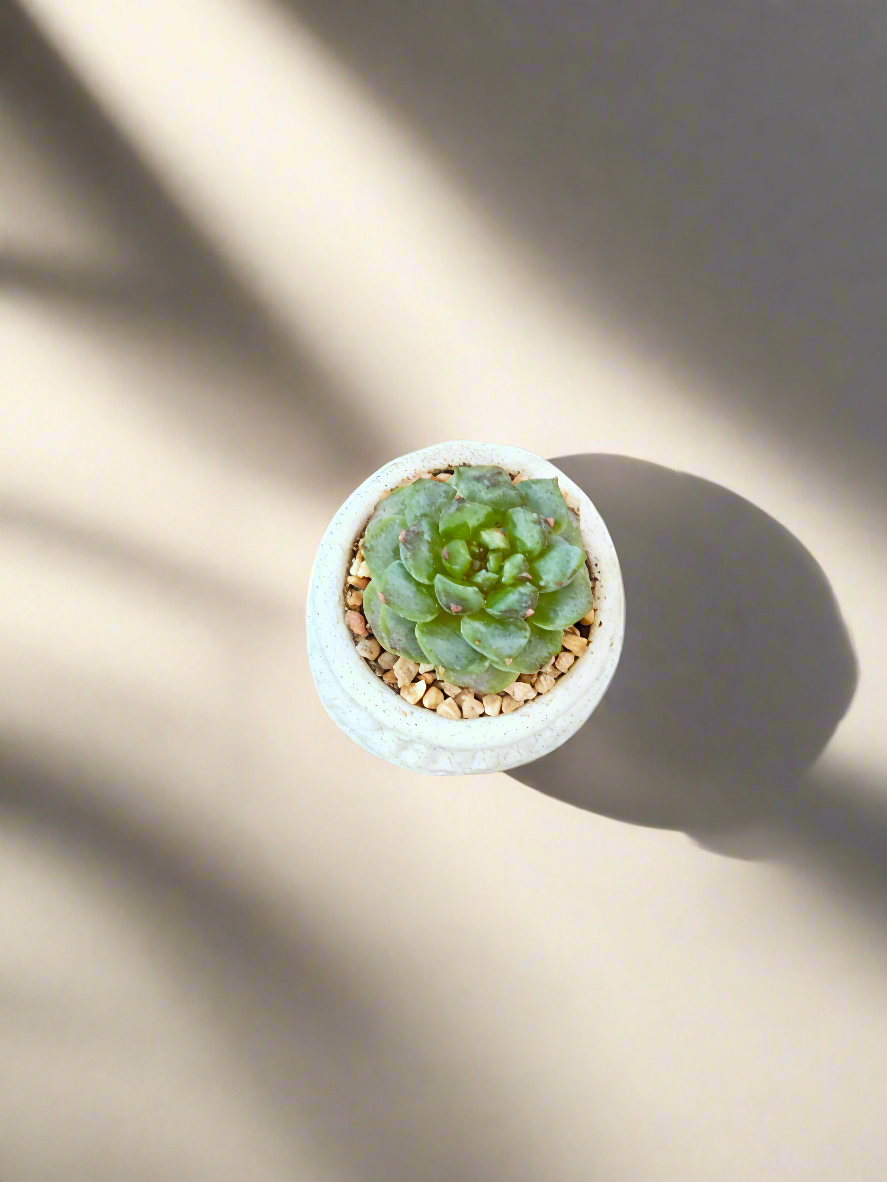 Succulent Tiny Footed Planter - Echeveria 'Red Velvet' - SlowBloomGreens