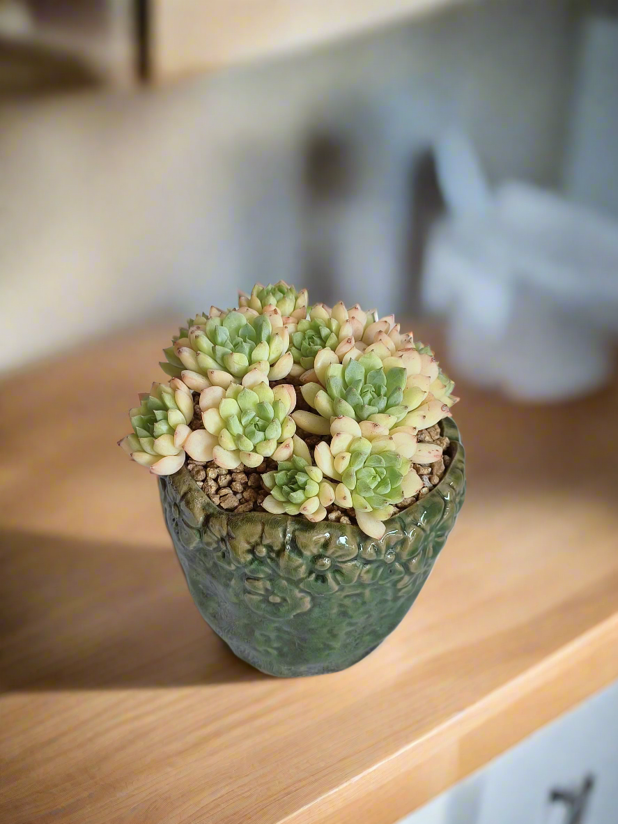 Succulent Rustica Ceramic Pot – Echeveria Macadamia showcasing lush green rosettes.