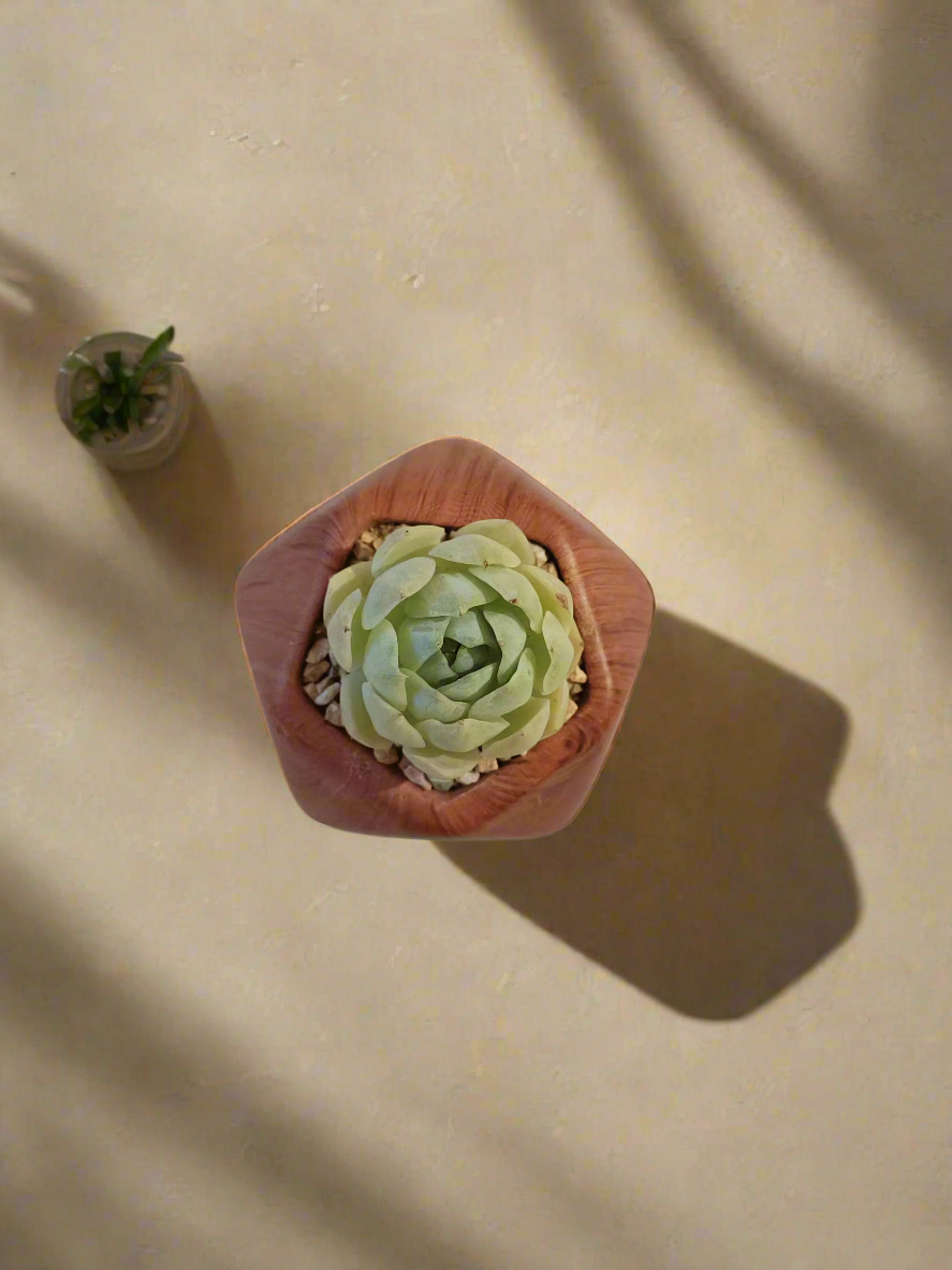 Succulent Mini Octagon 'Wood' – Echeveria Elegans 'Raspberry Ice' - SlowBloomGreens
