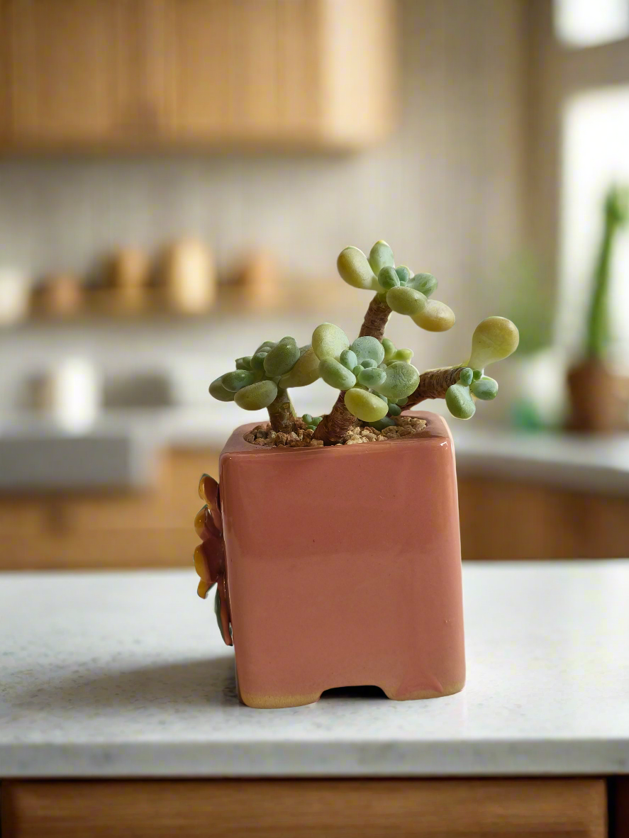 Succulent Floral Charm Pink – Tiscalatengo Gorge Sedum - SlowBloomGreens