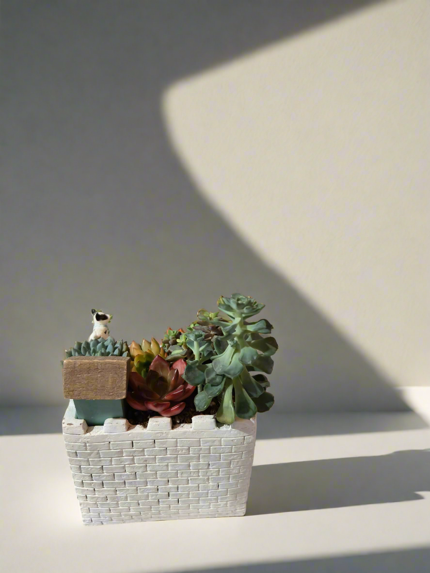 Succulent Sakura Blue - Sedum Lucidum - SlowBloomGreens