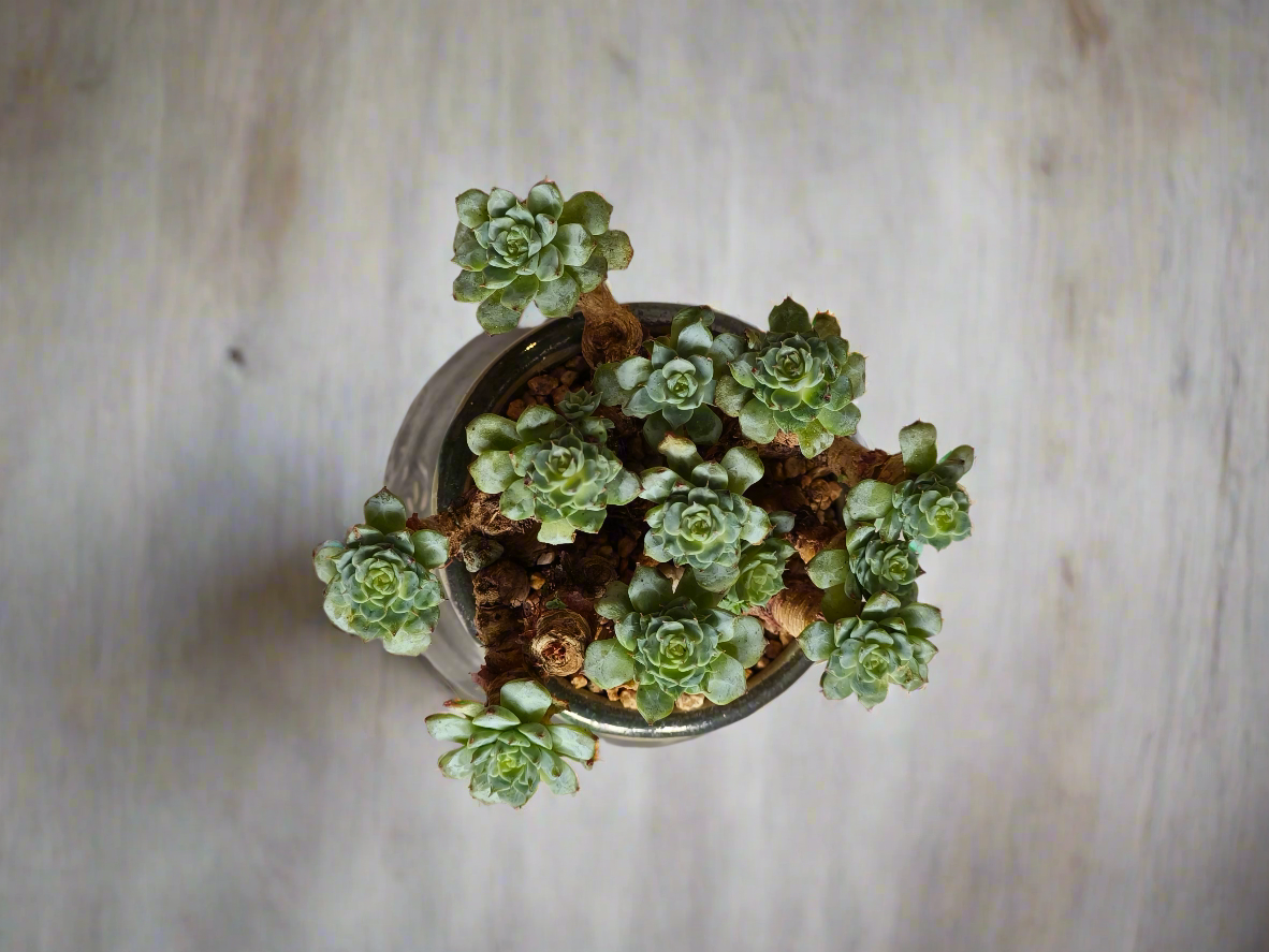 Succulent Rustic Pot Glow Grey – Echeveria Minima