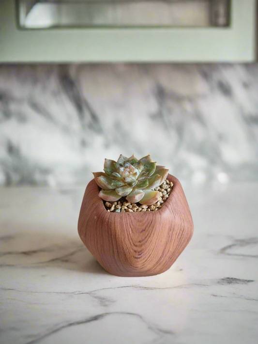 Succulent Mini Octagon 'woodgrain' - Echeveria hybrid