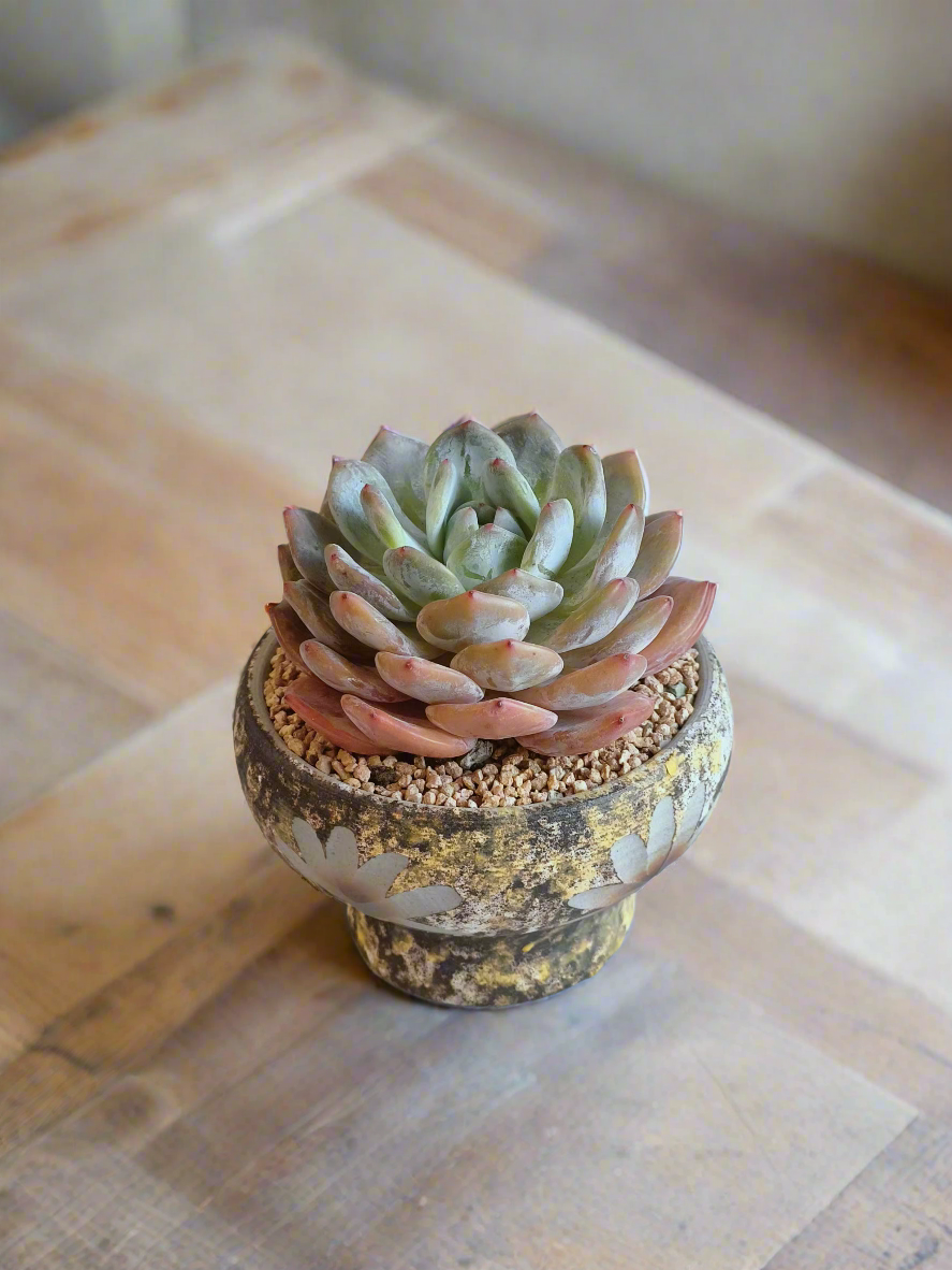 Succulent Moonlit Bloom Pot – Desert Gold with Echeveria Orange Monroe