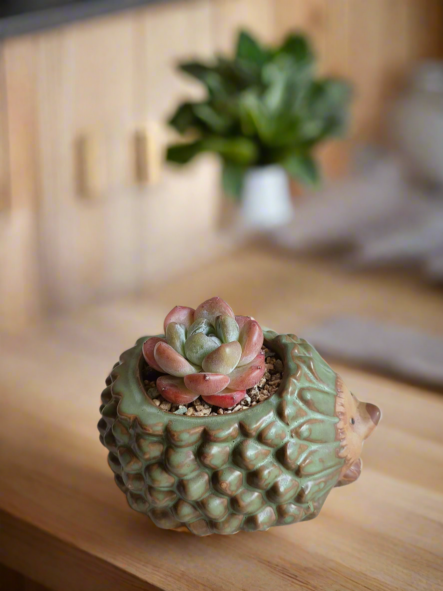 Succulent Hedgehog - Echeveria Ice Green