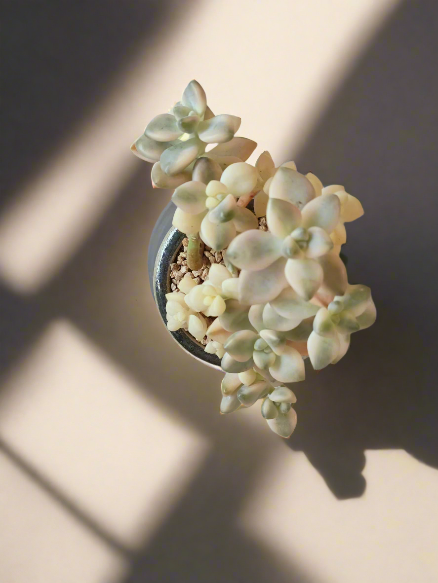 Succulent Rustic Pot Glow Grey - Graptoveria 'Titubans' - SlowBloomGreens