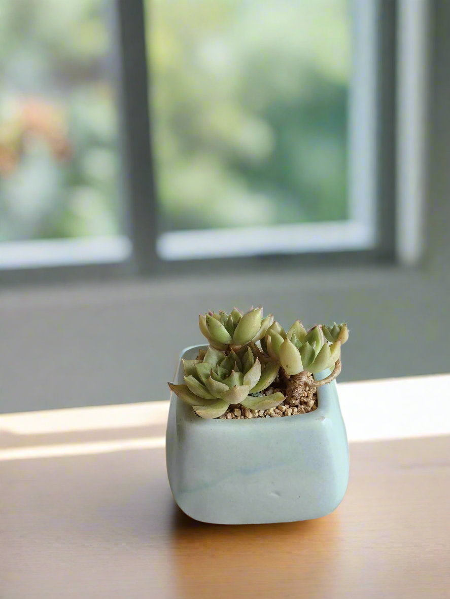 Succulent Serene Square Baby Blue – Echeveria Agavoides (Lipstick)