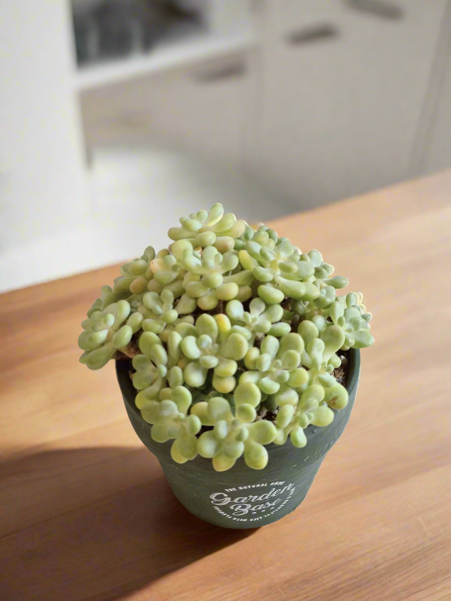 Detailed view of the Succulent Rustica Garden – Tiscalatengo Gorge Sedum showcasing its cascading form.