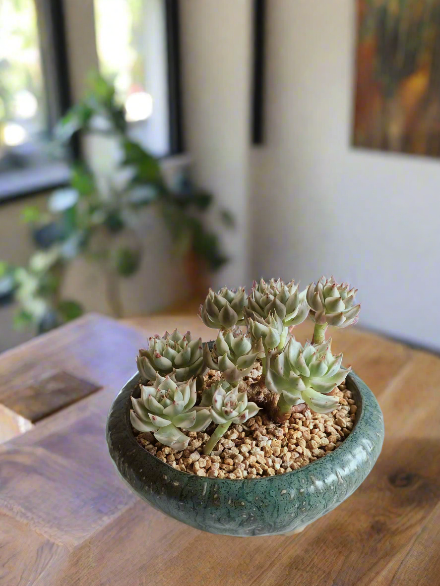 Succulent Rustica Ceramic Pot – Echeveria Halbingeri