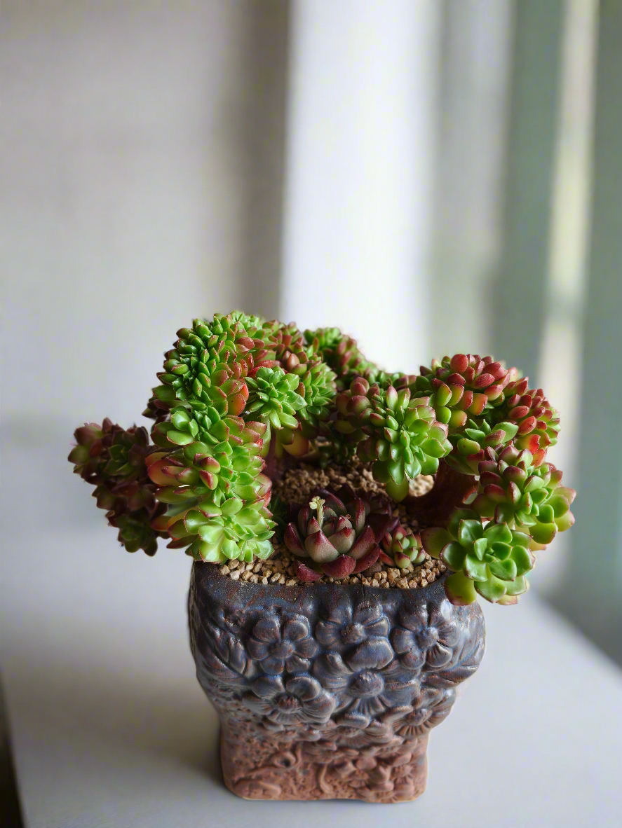 Succulent Rustic Floral Embossed Pot – Lety's Sedeveria