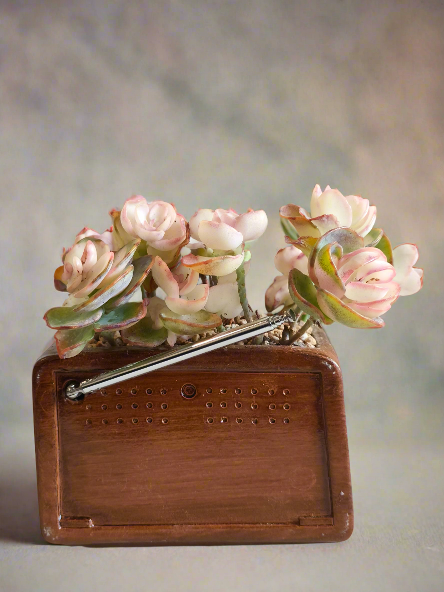 Succulent Retro Radio – Kalanchoe Marnieriana 🎵📻🌿