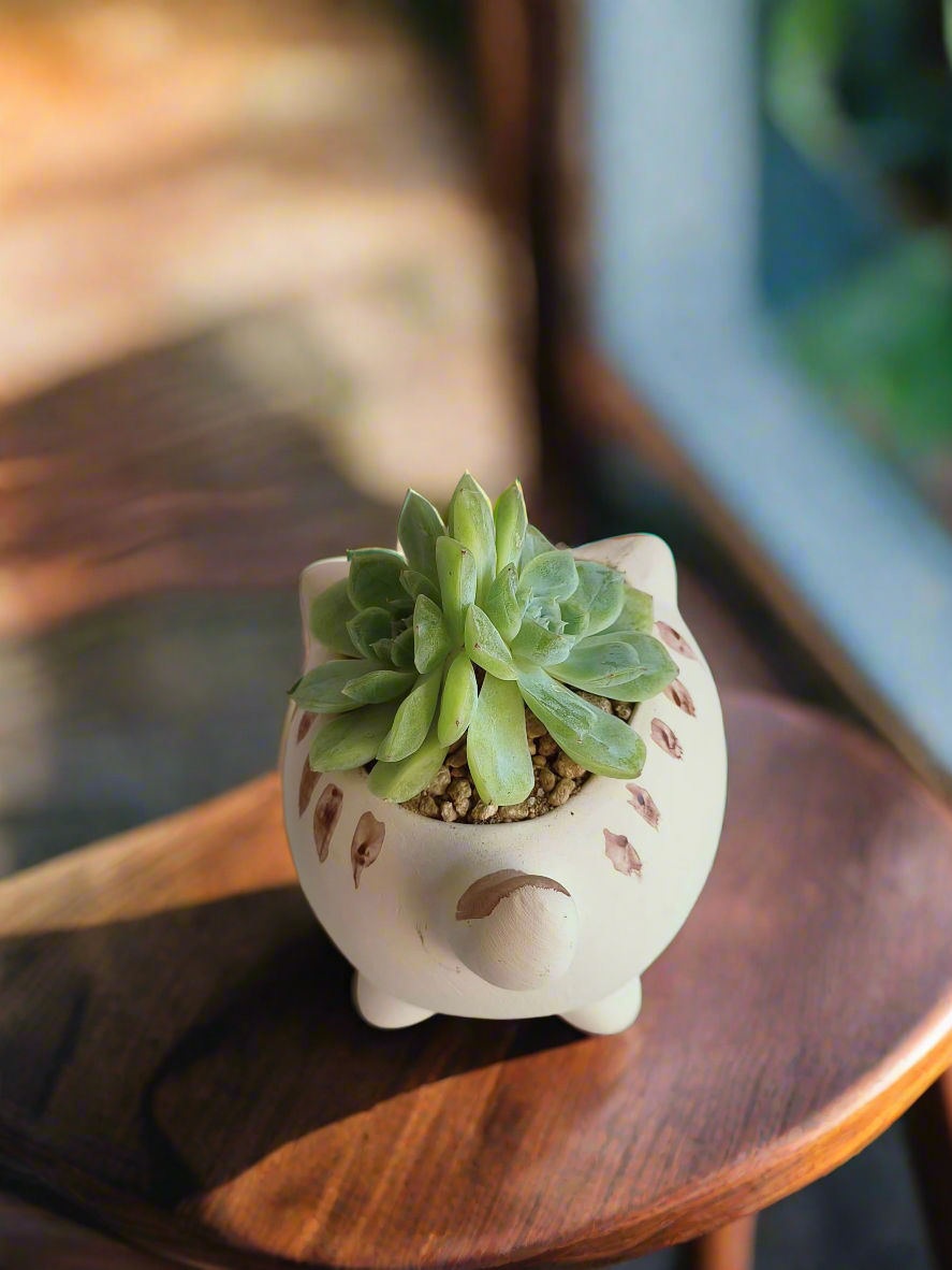 Succulent Cat Pot - Double-headed Echeveria Cat's Claw