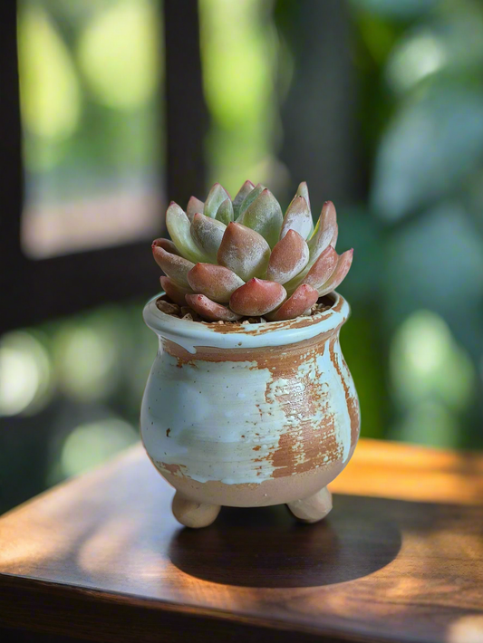 Succulent Rustica Cyan/Brown Pot - Echeveria Suryeon