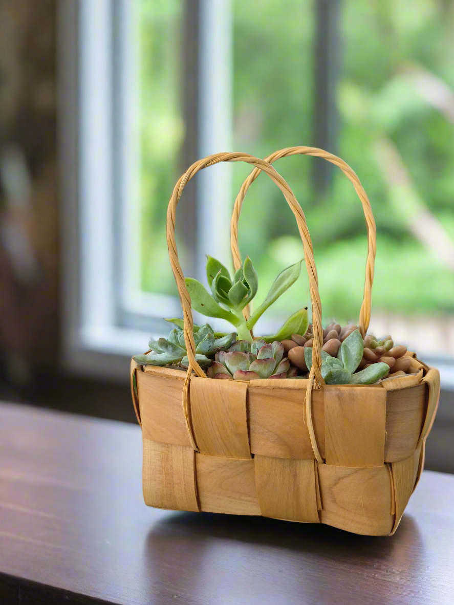 Succulent Basket Bliss - Handcrafted Succulents