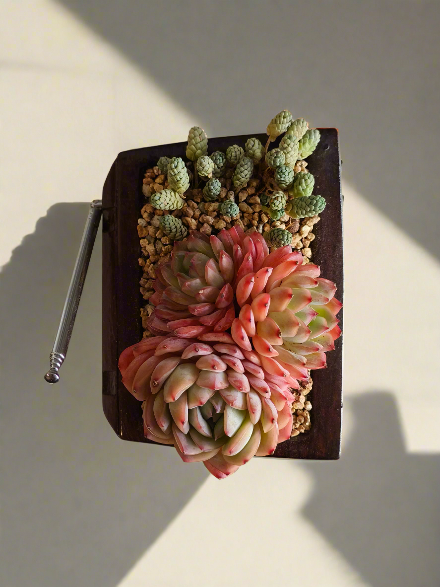 Succulent Retro TV – Echeveria Suryeon  📺🌿