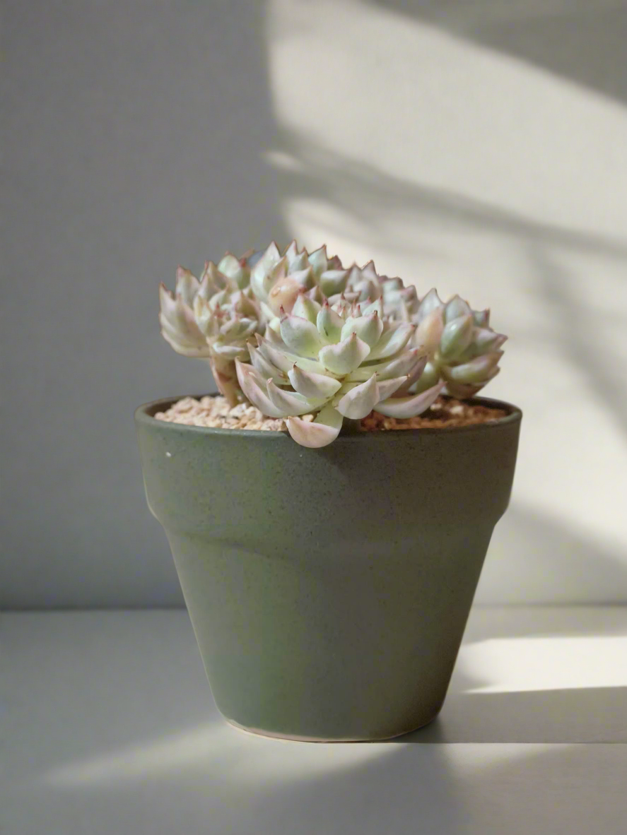 Succulent Speckled Terracotta Schnauzer Pot - Echeveria Halbingeri - SlowBloomGreens