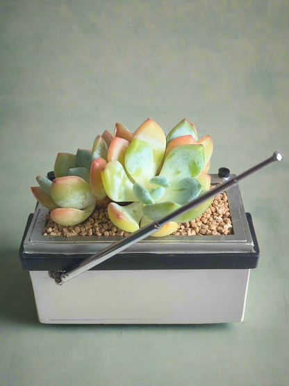 Succulent Retro Boombox – Echeveria Hybrid
