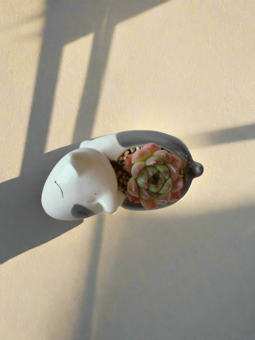 Succulent Puppy Bull Terrier - Echeveria Suryeon - SlowBloomGreens