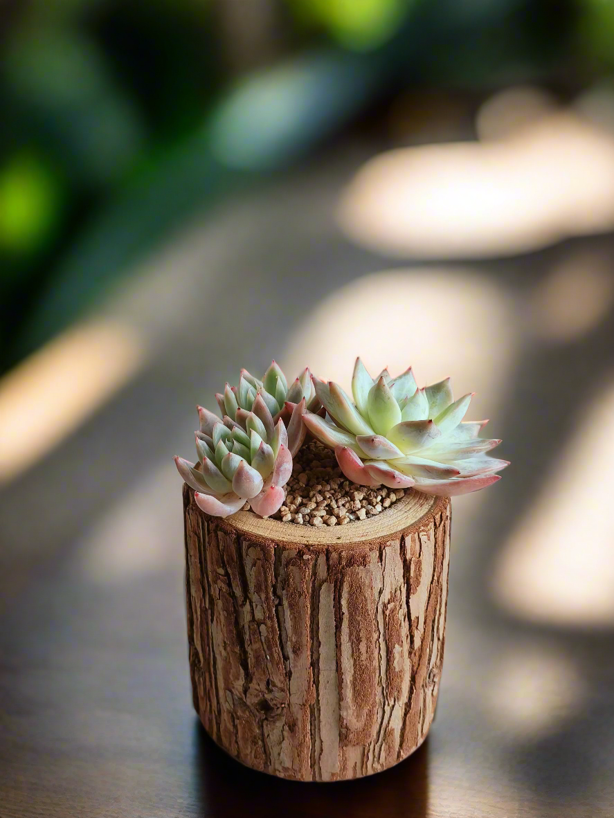 Succulent Natural Wood Pot - Echeveria Laui with 2 Echevaria'Blue Bird'