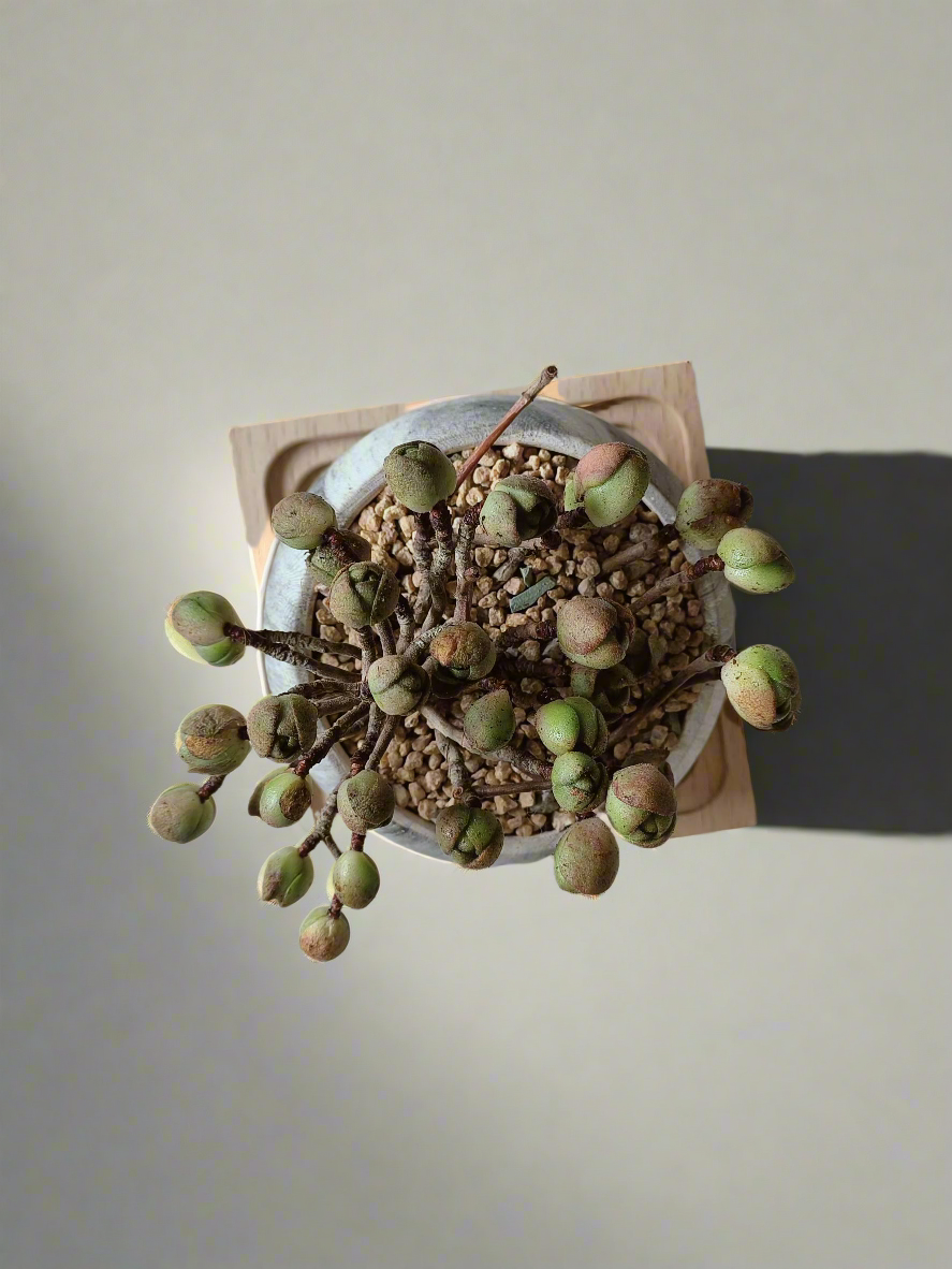 Succulent Elegant Round Grey - Aeonium 'Adodes' - SlowBloomGreens