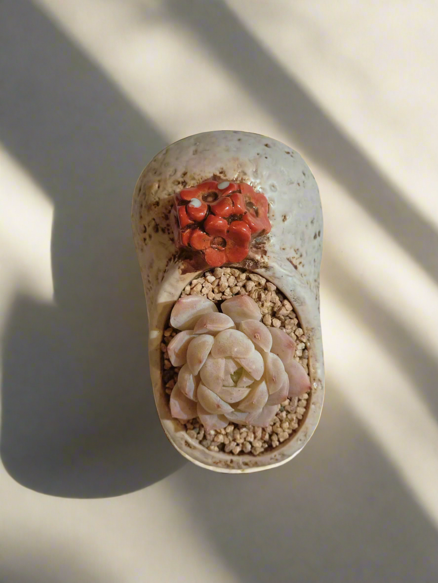 Succulent Mary Jane Charm White Pot – Echeveria Elegans - SlowBloomGreens