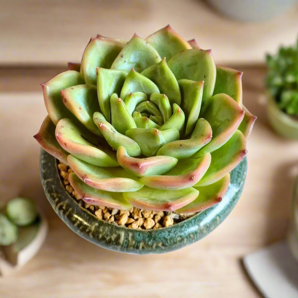 Succulent Rustica Ceramic – Echeveria Chihuahua adding rustic charm to any space.