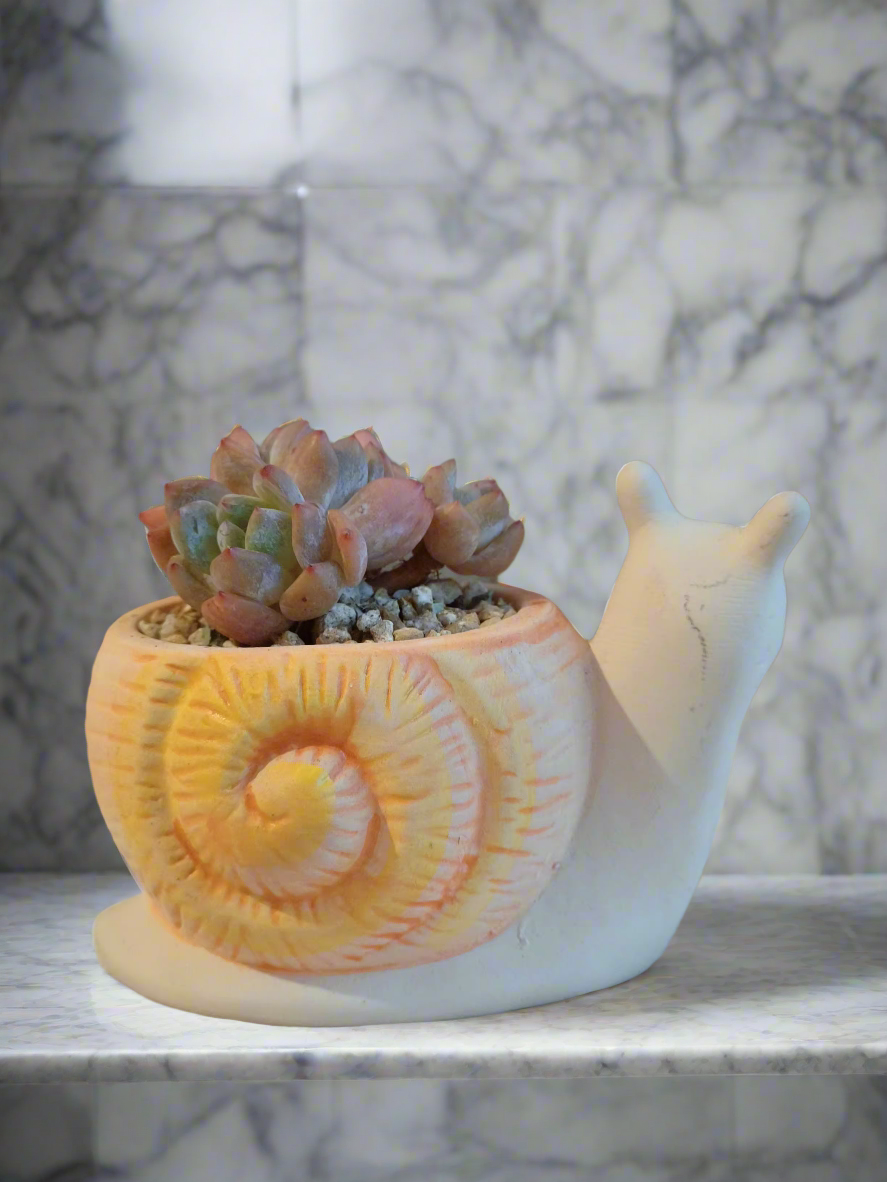 Charming display of Succulent Snail Planter - Echeveria Orange Monroe on a shelf.