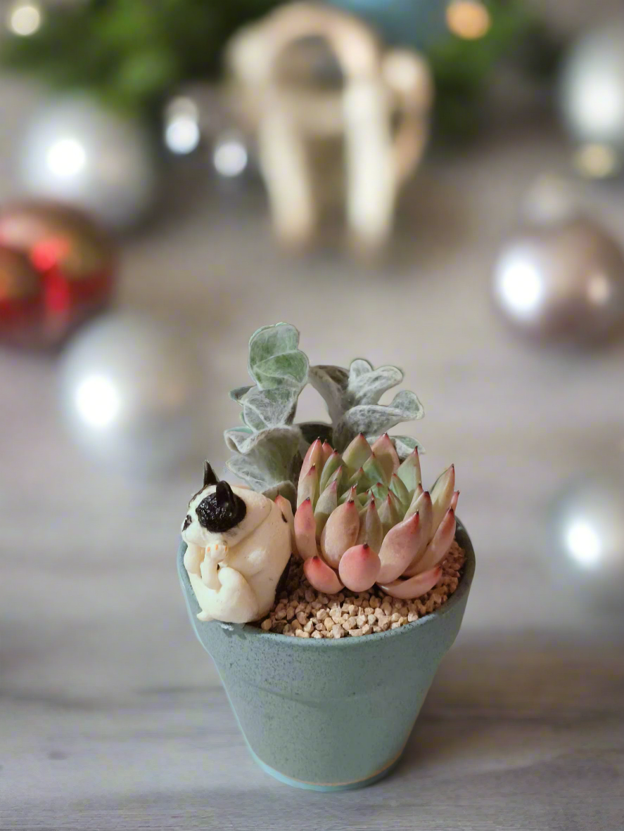 Succulent Speckled Terracotta Blue Yoga Bulldog - Echeveria White Mexican Rose & White Velvet - SlowBloomGreens