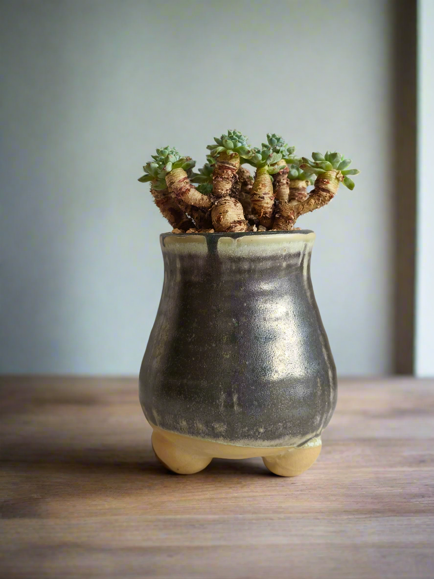 Succulent Rustic Pot Glow Grey – Echeveria Minima