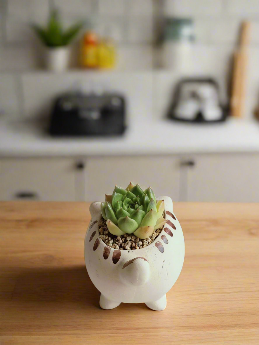 Succulent Cat Planter - Echeveria Agavoides surrounded by other houseplants.