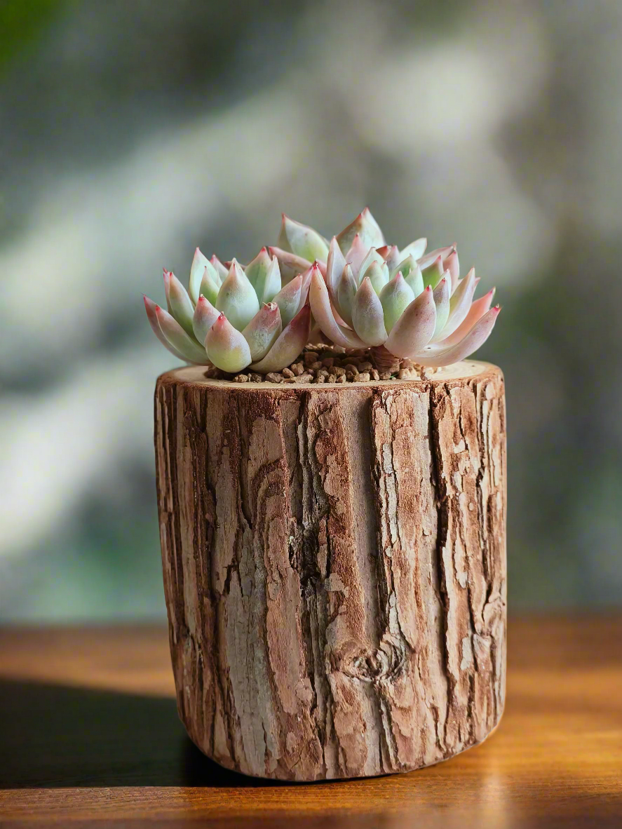 Succulent Natural Wood Pot - Echeveria Laui with 2 Echevaria'Blue Bird'