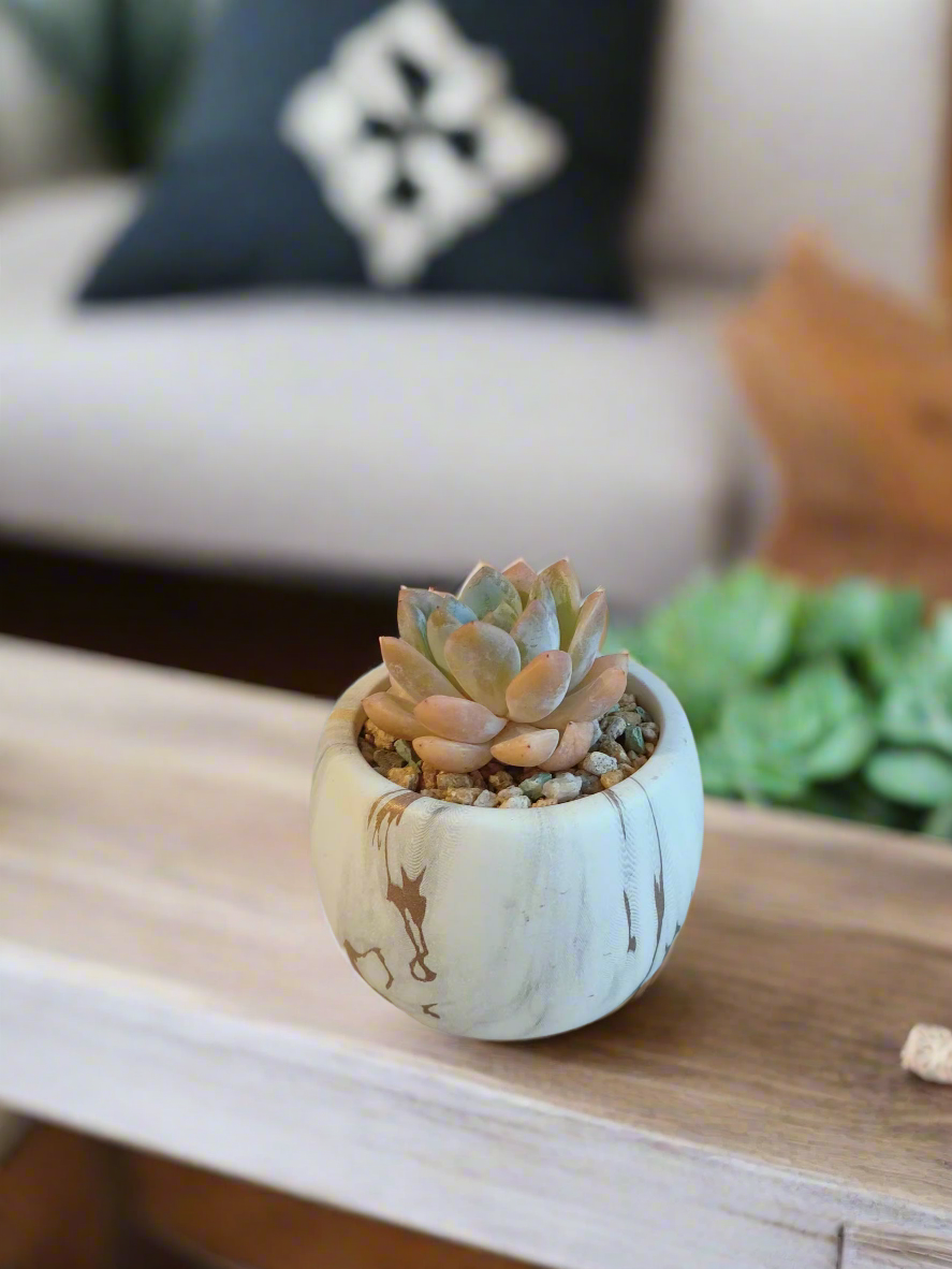 Close-up of the Graptoveria Opalina rosettes in the Mini Round Gold Pot.