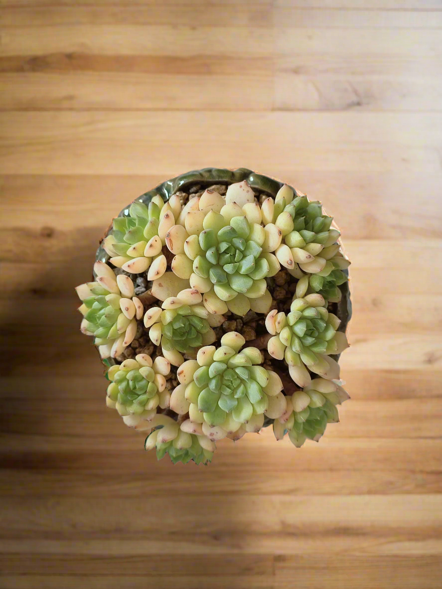 Succulent Rustica Ceramic Pot– Echeveria Macadamia