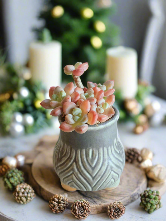 Succulent Rustic Pot Ash  – Echeveria Microcalyx