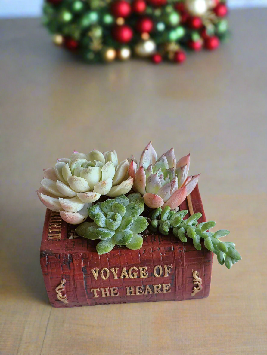 Succulent Book Nook – Assorted Succulents