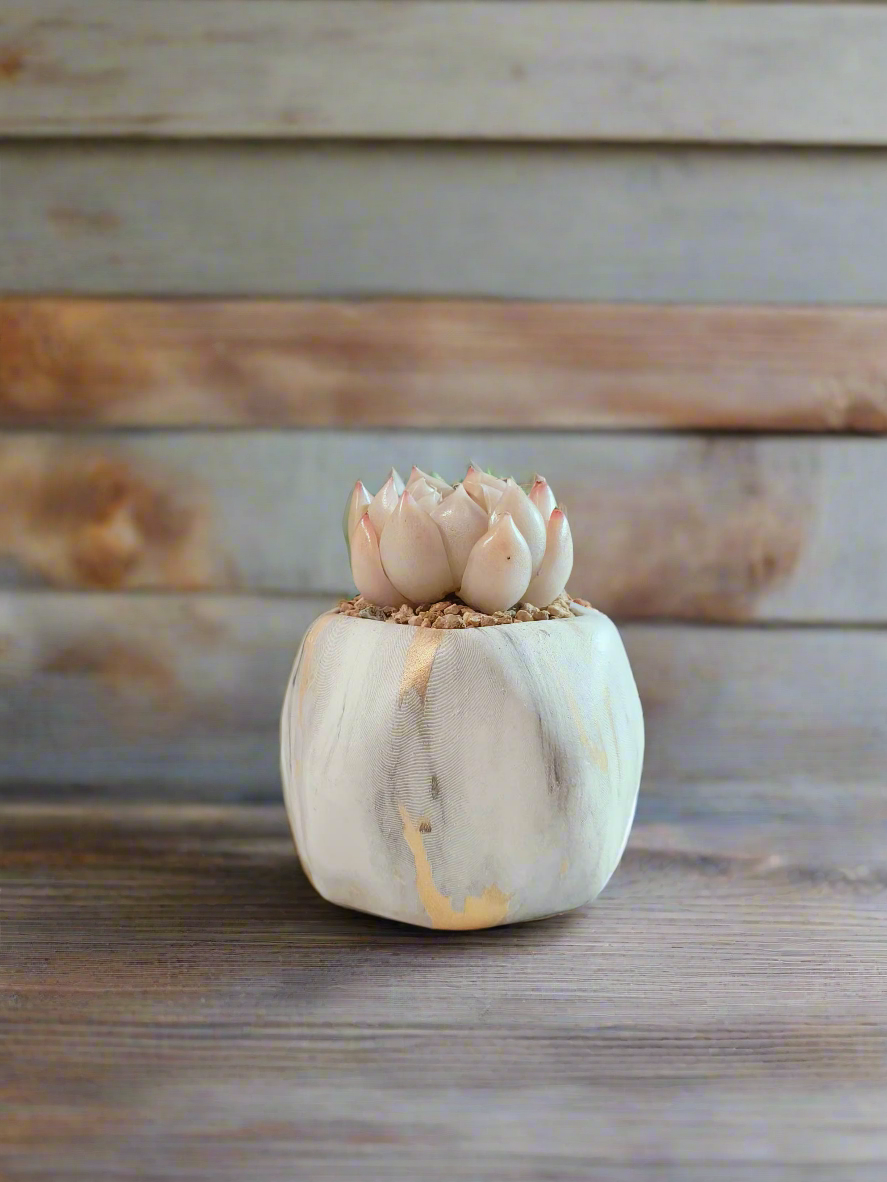 Succulent Mini Octagon Gold - Echeveria White Queen - SlowBloomGreens